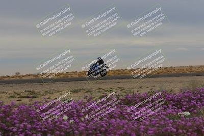 media/Jan-14-2023-SoCal Trackdays (Sat) [[497694156f]]/Turn 14 Exit Bloomig (145pm)/